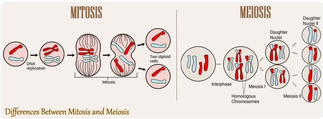 difference between mitosis and meiosis cell division