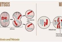 Difference Between Mitosis and Meiosis