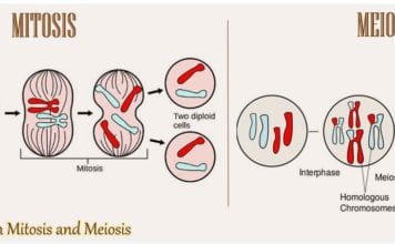 Difference Between Mitosis and Meiosis