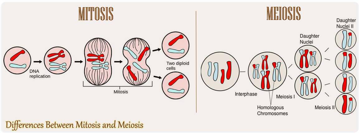 16 Differences Between Mitosis And Meiosis Mitosis Vs. Meiosis.