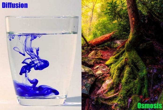 Difference Between Diffusion and Osmosis Difference Between Diffusion and Osmosis