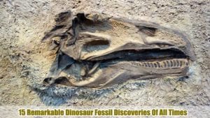 world's best dinosaur fossil