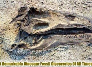 Dinosaur Fossil