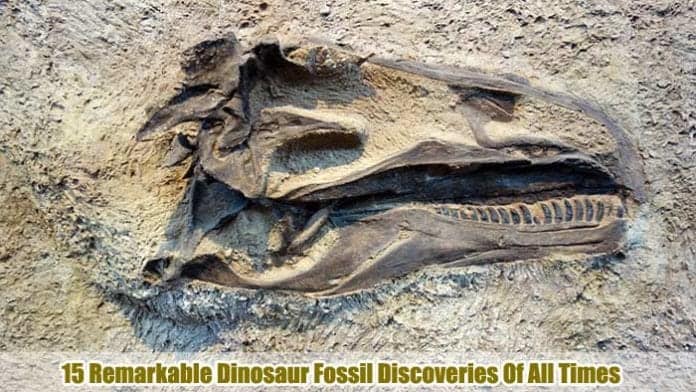 Dinosaur Fossil