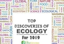 Discoveries in Ecology 2019