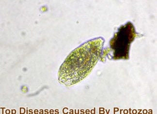 diseases caused by protozoa