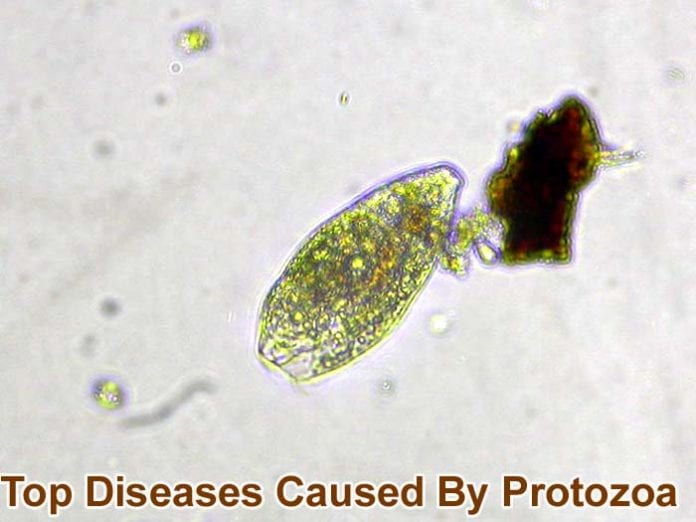 diseases caused by protozoa diseases caused by protozoa