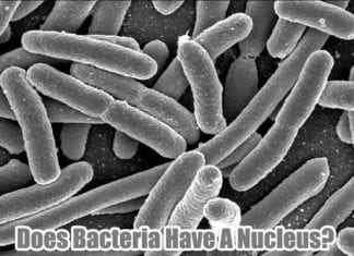 Do Bacteria Have Nucleus