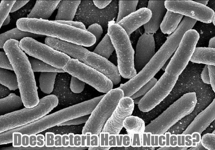 Do Bacteria Have Nucleus Do Bacteria Have Nucleus