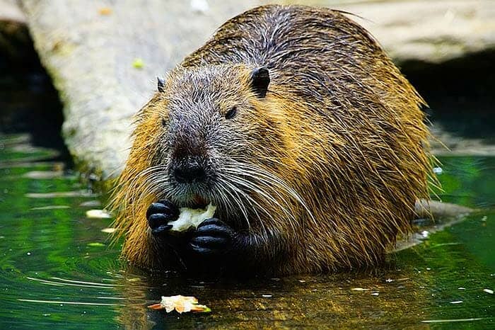 Do Beavers Eat Fish?