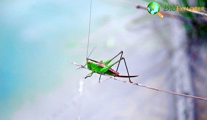 Do Crickets Drink Water? Do Crickets Drink Water?