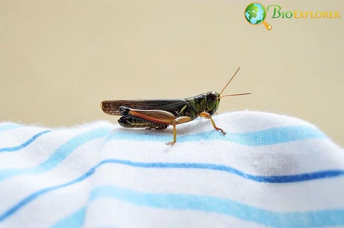 Do Crickets Eat Clothes? Do Crickets Eat Clothes?