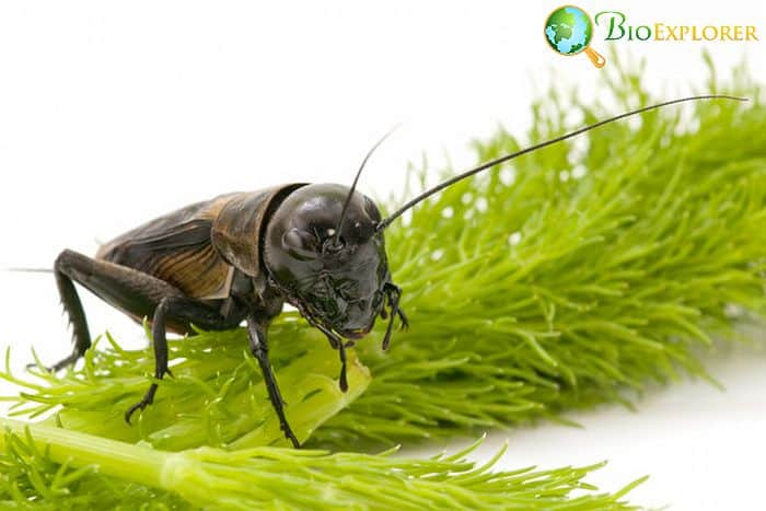 Do Crickets Eat Grass Do Crickets Eat Grass