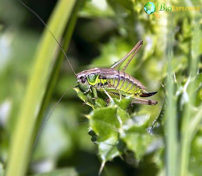 Do Crickets Eat Grasshoppers? Do Crickets Eat Grasshoppers?