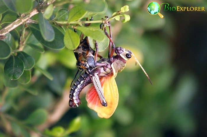 Do Crickets Eat Roaches? Do Crickets Eat Roaches?