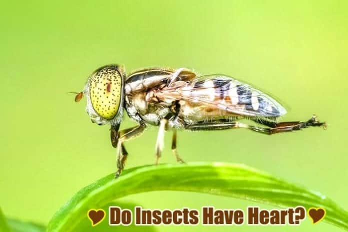 Do Insects Have Hearts?