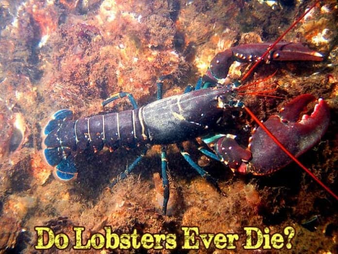 Do Lobsters Die? Do Lobsters Die?