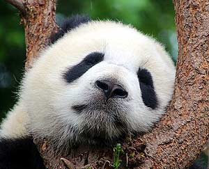 Do Pandas Hibernate?