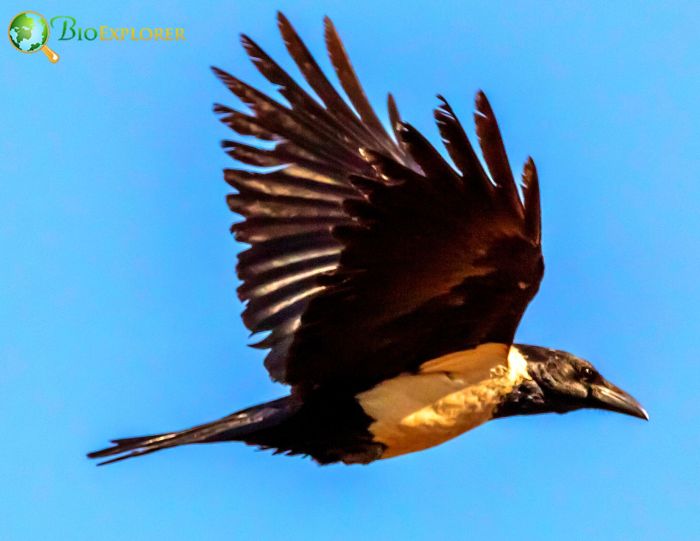 do pied crows make good pets? do pied crows make good pets?