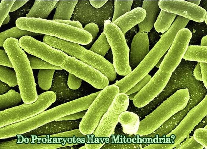 Do Prokaryotes Have Mitochondria? Do Prokaryotes Have Mitochondria?