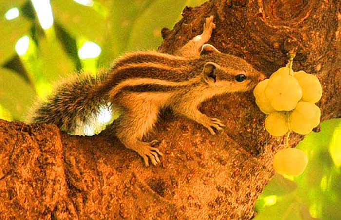 Do squirrels eat fruits? Do squirrels eat fruits?