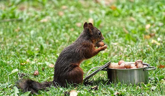 Do squirrels eat peanuts? Do squirrels eat peanuts?