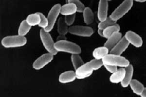 Domain Archaea Domain Archaea