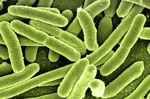 Domain Bacteria Domain Bacteria