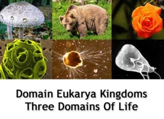 Domain Eukarya Kingdoms