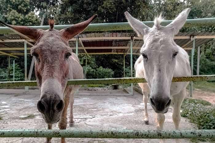 Donkey and Mule