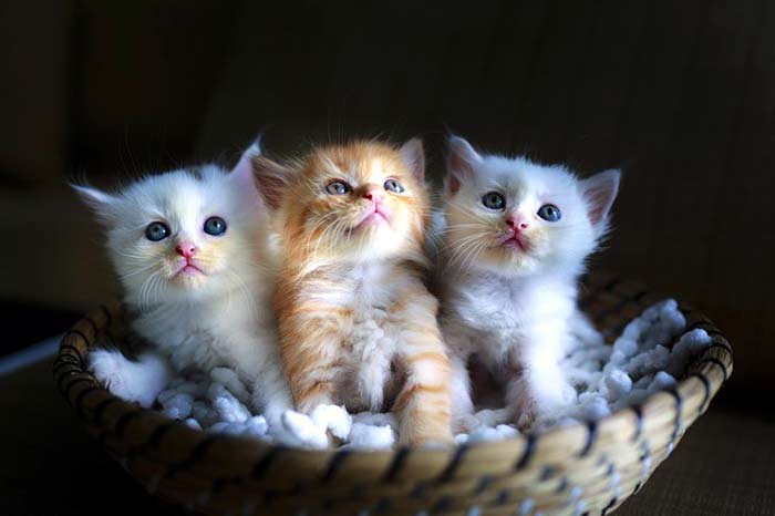 Down Syndrome In Cats Down Syndrome In Cats