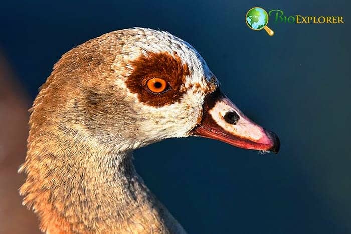 Ducks In Animal Food Chain Ducks In Animal Food Chain