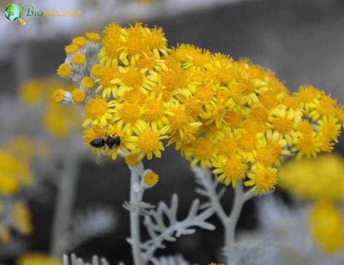 Dusty Miller Flowers