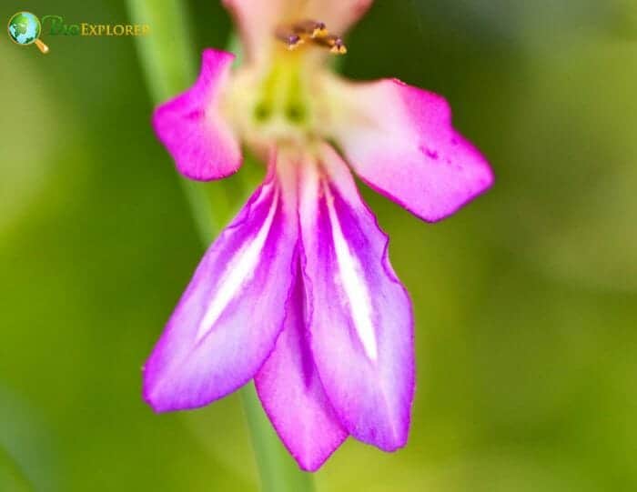 Dwarf Gladiolus