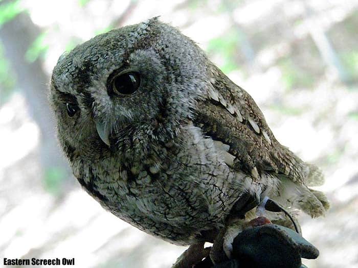 Eastern Screech Owl Eastern Screech Owl