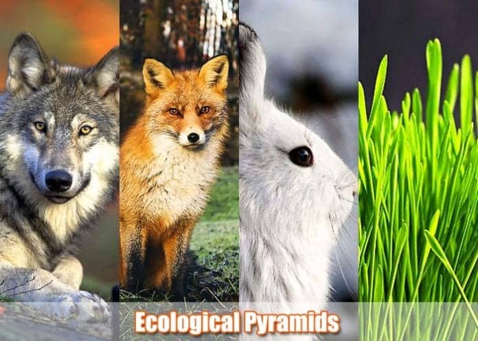 Ecological Pyramids