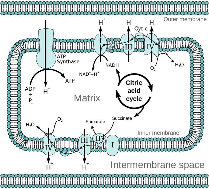 Electron Transport Chain Electron Transport Chain