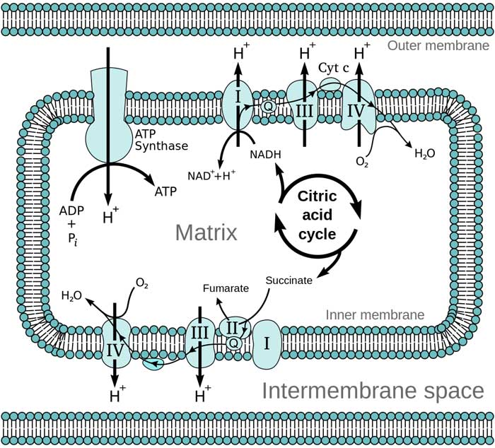 Electron Transport Chain