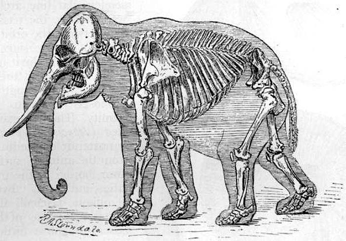 Elephant Anatomy Facts Elephant Anatomy Facts