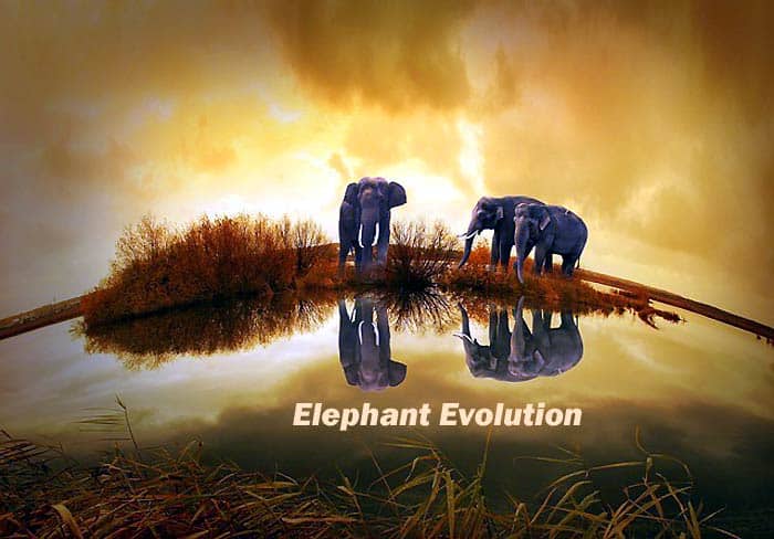 why did elephants evolve