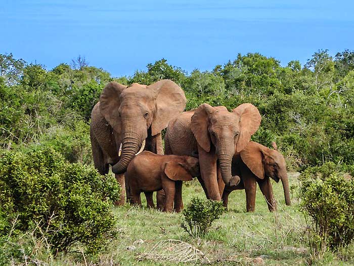 Elephant Family Facts Elephant Family Facts