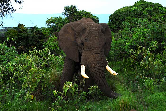 Elephant Sad Facts Elephant Sad Facts