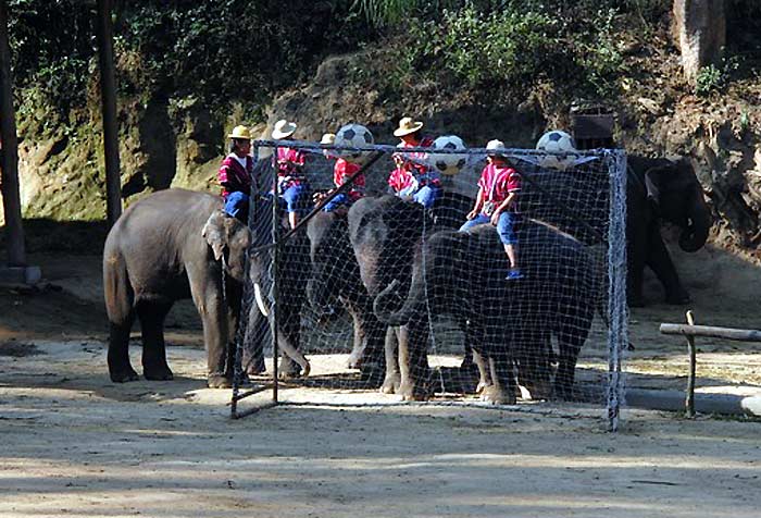 Elephant Special Talent Facts Elephant Special Talent Facts