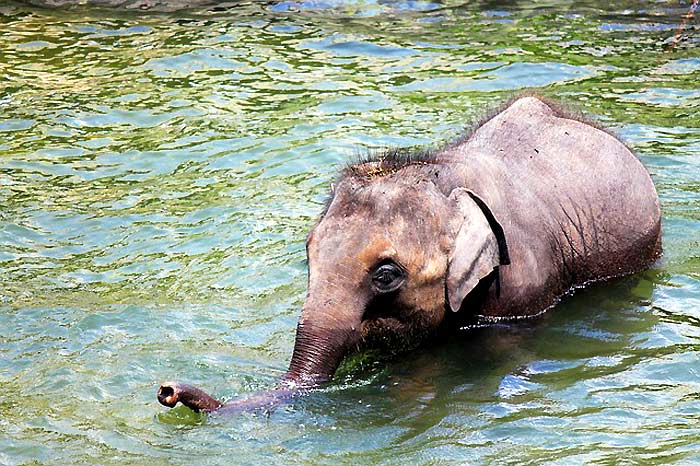 Elephant Unusual Facts Elephant Unusual Facts