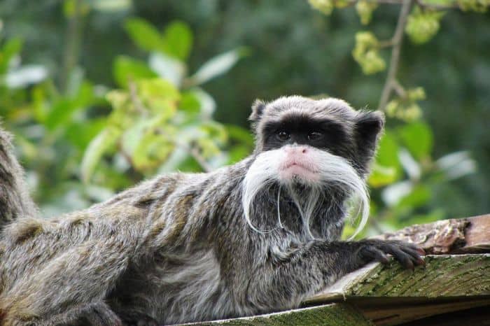 Emperor Tamarin 