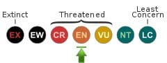 IUCN Status: Endangered IUCN Status: Endangered