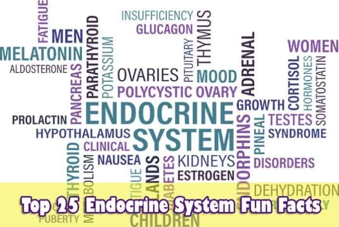 Endocrine System Fun Facts Endocrine System Fun Facts
