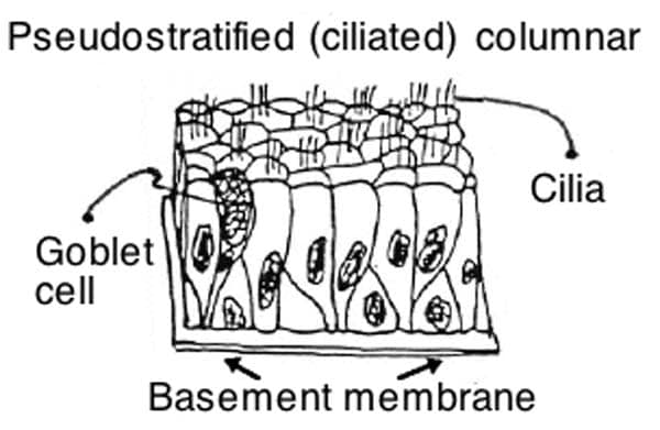 Pseudostratified Columnar Epithelium