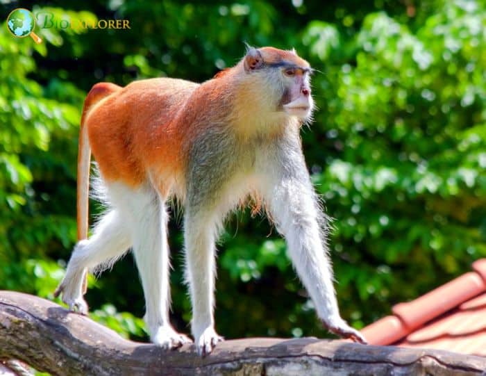 Erythrocebus Patas Erythrocebus Patas