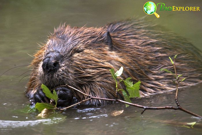 Eurasian beavers Eurasian beavers